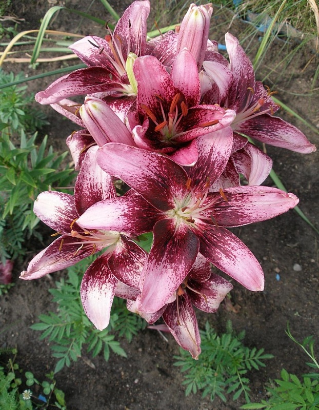 Лилия Пурпл Дрим